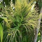 Areca triandra flower picture by Dieter Albrecht (cc-by-sa)