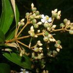 Conostegia xalapensis flower picture by Nelson Zamora Villalobos (cc-by-nc)