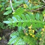Weinmannia trichosperma leaf picture by Daniel Barthelemy (cc-by-nc)