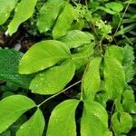 Hymenaea courbaril leaf picture by Almeida (cc-by-sa)