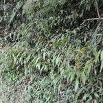 Ageratina riparia habit picture by S. Dufour-Kowalski (cc-by-sa)