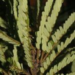 Machaerium cirrhiferum habit picture by Nelson Zamora Villalobos (cc-by-nc)