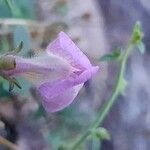 Antirrhinum charidemi flower picture by Bernard Evrad (cc-by-sa)