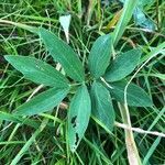 Lathyrus linifolius leaf picture by perrine iou (cc-by-sa)