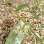 Lophostemon confertus flower picture by Mairead Tamsin Young Tamsin (cc-by-sa)