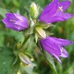 Campanula trachelium flower picture by Jean-Marc HOEN (cc-by-sa)