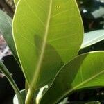 Ficus microcarpa leaf picture by arlas (cc-by-sa)