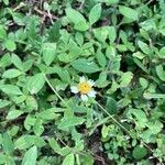 Tridax procumbens habit picture by Katarzyna Jezierska (cc-by-sa)