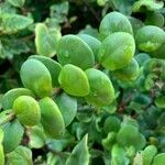 Portulacaria afra leaf picture by helmut spudich (cc-by-sa)