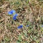 Commelina latifolia flower picture by susan brown (cc-by-sa)