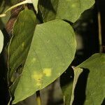 Ipomoea batatoides leaf picture by Nelson Zamora Villalobos (cc-by-nc)