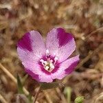 Clarkia amoena flower picture by bill oconnor (cc-by-sa)