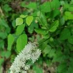Actaea racemosa habit picture by Serena boettcher (cc-by-sa)