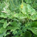 Agrimonia procera habit picture by Gaël Covain (cc-by-sa)