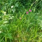 Lathyrus nissolia habit picture by Louis Germain (cc-by-sa)
