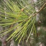 Pinus bungeana leaf picture by Dieter Albrecht (cc-by-sa)