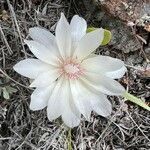 Lewisia rediviva flower picture by Kayla Parr (cc-by-sa)