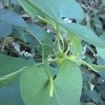 Aristolochia anguicida leaf picture by Patrick Harmon (cc-by-sa)