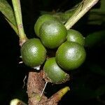 Clavija costaricana fruit picture by Nelson Zamora Villalobos (cc-by-nc)