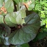 Ligularia dentata leaf picture by Nick Dean (cc-by-sa)