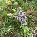 Mentha pulegium flower picture by Isabelle Saffrey (cc-by-sa)
