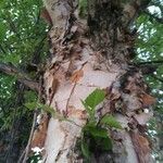 Betula nigra habit picture by Eric (cc-by-sa)