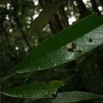 Catostemma fragrans leaf picture by Jean-François Molino (cc-by-sa)