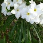 Plumeria alba flower picture by Guy Titren (cc-by-sa)