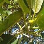 Ficus macrophylla fruit picture by peter.banksii (cc-by-sa)