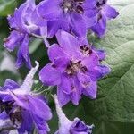 Delphinium elatum flower picture by Eva Set (cc-by-sa)