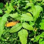 Rubus rosifolius leaf picture by Leonardo Leite (cc-by-sa)