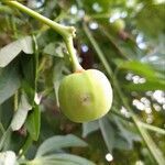Manihot grahamii fruit picture by Trap Hers (cc-by-sa)