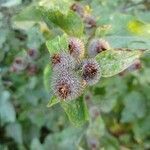 Arctium tomentosum fruit picture by Fufu Fang (cc-by-sa)