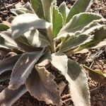 Verbascum sinaiticum leaf picture by susan brown (cc-by-sa)
