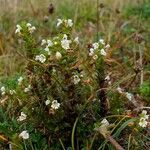 Euphrasia hirtella habit picture by Pierre LEON (cc-by-sa)