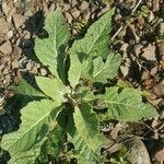Verbascum phoeniceum leaf picture by Shoe Bean (cc-by-sa)