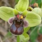Ophrys bombyliflora flower picture by Ricardo Lemaur (cc-by-sa)
