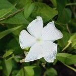 Thunbergia laevis flower picture by Jean-Christophe Lombardo (cc-by-sa)