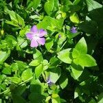Vinca major flower picture by Bart Batsleer (cc-by-sa)