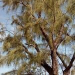Casuarina equisetifolia habit picture by MaiteO (cc-by-sa)