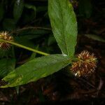 Spiracantha cornifolia leaf picture by Nelson Zamora Villalobos (cc-by-nc)