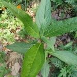 Eclipta prostrata habit picture by fulai fulai (cc-by-sa)