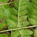 Dryopteris carthusiana leaf picture by Alexander Baransky (cc-by-sa)