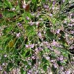 Limonium humile flower picture by Wenus Siegfried (cc-by-sa)