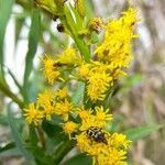 Solidago chilensis flower picture by Trap Hers (cc-by-sa)