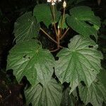 Begonia involucrata leaf picture by SINAC Pérez Greivin (cc-by-sa)