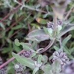 Salvia clevelandii leaf picture by Johnny Poppyseed (cc-by-sa)