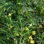 Potentilla erecta habit picture by Gilles Istin (cc-by-sa)
