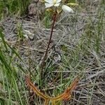 Drosera binata habit picture by Boris Therock (cc-by-sa)
