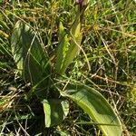 Himantoglossum robertianum leaf picture by Amel Hey (cc-by-sa)